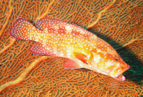 Cephalopholis miniata@fishdb-media-6935
