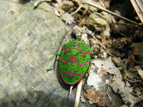 Poecilocoris lewisi Poecilocoris lewisi