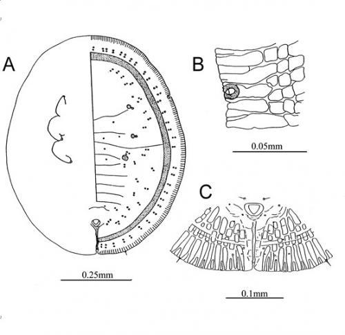 Asialeyrodes lushanensis  Ko, 1993