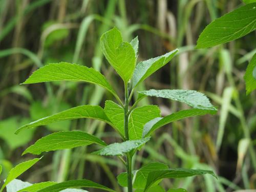 南非葉 (扁桃斑鳩菊)