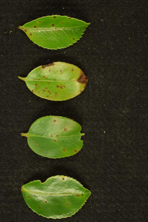 Pseudocercospora theae Pseudocercospora theae