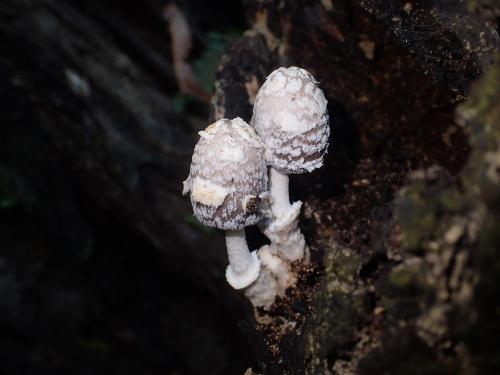 Coprinopsis variegata(鱗狀墨汁似鬼傘)