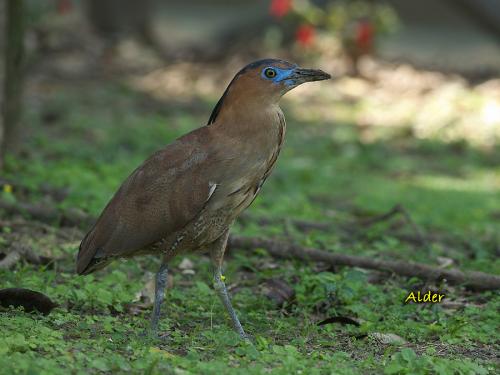 20090725_380133_Malay_Night_Heron_1901.jpg