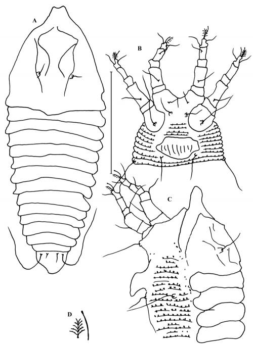 Tegonotus adamasimilis Wang & Huang, 2012