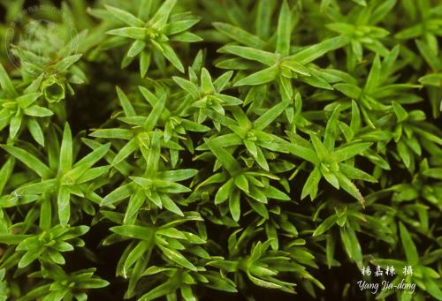 Y3339-1Pogonatum neesii.jpg Y3339-1Pogonatum neesii.jpg