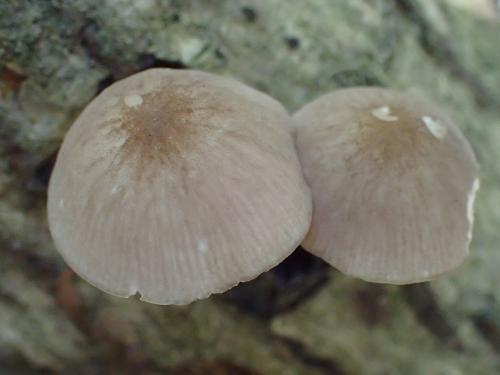 Pluteus plautus(裂紋光柄菇)