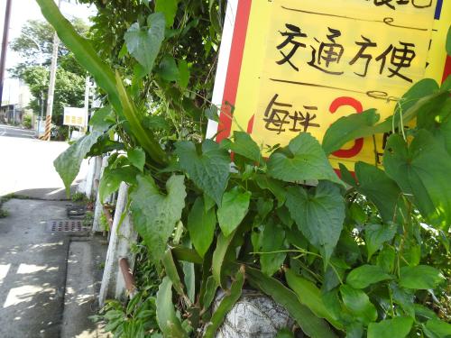 小花蔓澤蘭