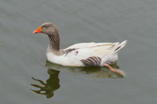 家鵝 家鵝