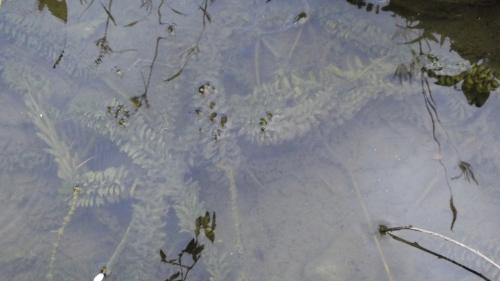 水蘊草