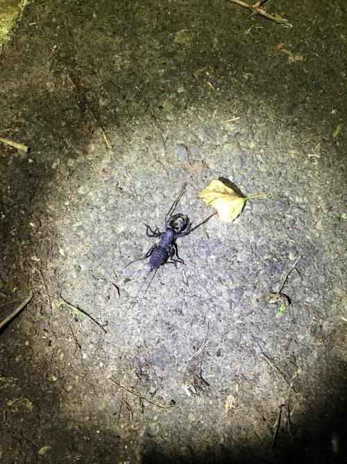 十字盾鞭蠍  (台灣鞭蠍)