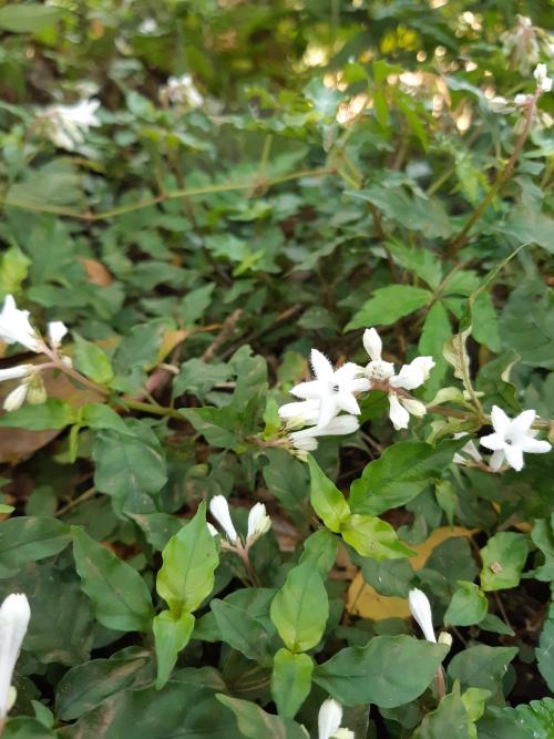 蛇根草