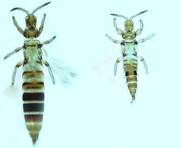 Aleurodothrips fasciapennis Aleurodothrips fasciapennis