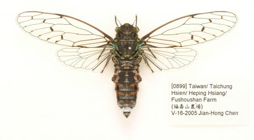 高山姬春蟬正模式標本 (Holotype of Euterpnosia alpina)