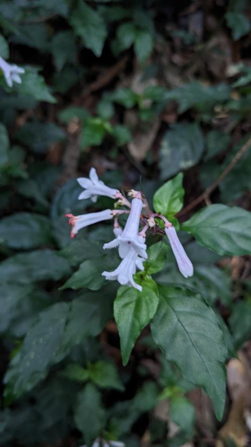 蛇根草