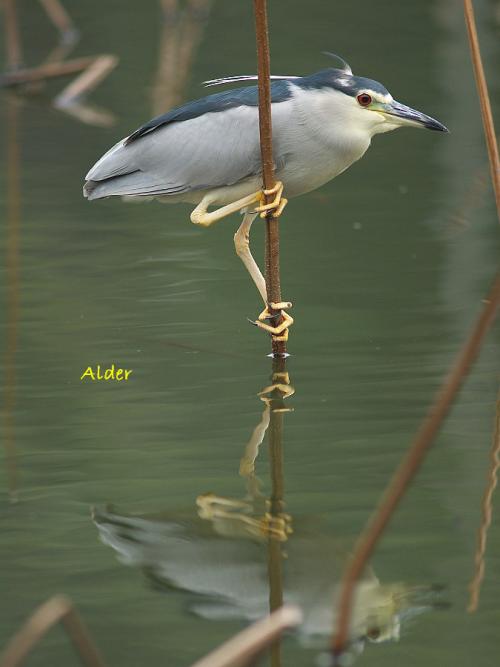 20090729_380137_Night_Heron_6964.jpg