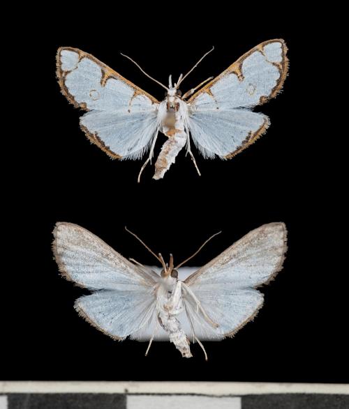 DSD_6920 Cirrhochrista brizoalis.jpg