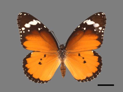 Danaus chrysippus[樺斑蝶][00013442]