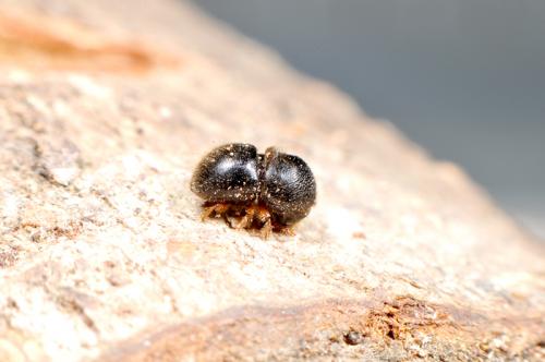 Hadrodemius globus (Blandford, 1896) 球背巨材小蠹
