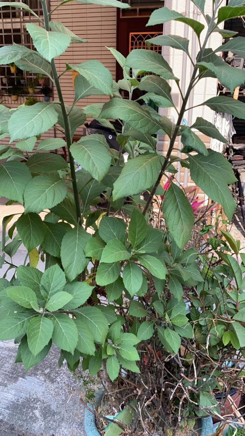 南非葉 (扁桃斑鳩菊) 南非葉 (扁桃斑鳩菊)