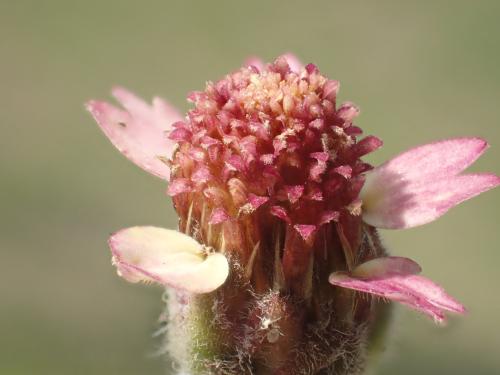 長柄菊