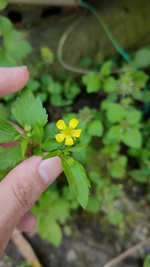 水辣菜