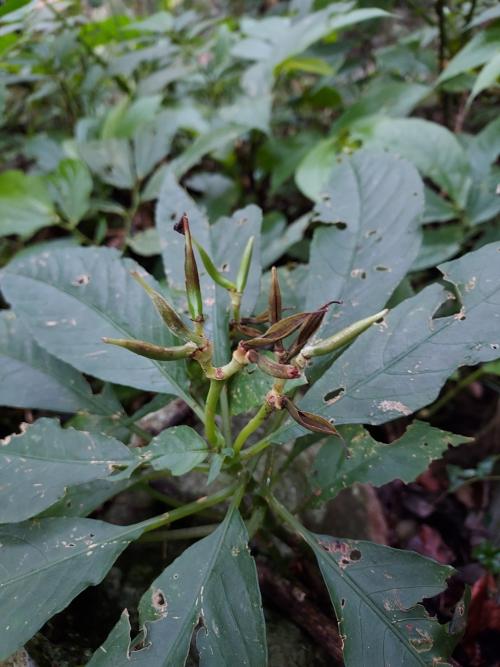 角桐草 角桐草