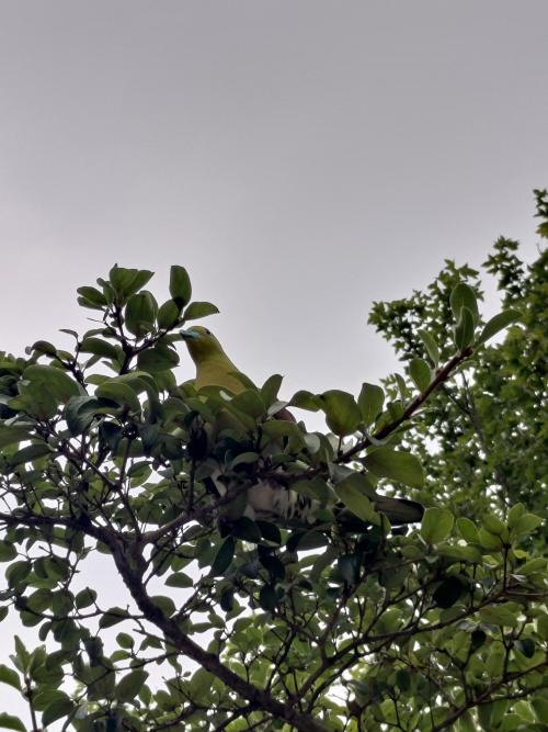 綠鳩