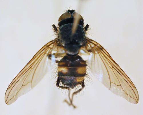 Dexopollenia maculata dorsal