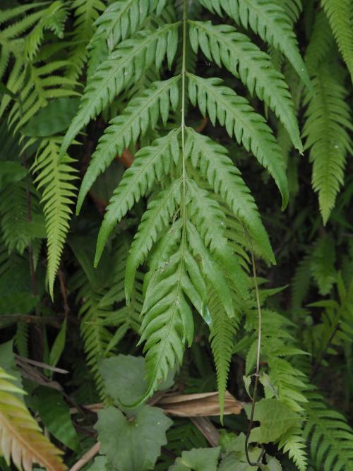 頂芽狗脊蕨 頂芽狗脊蕨