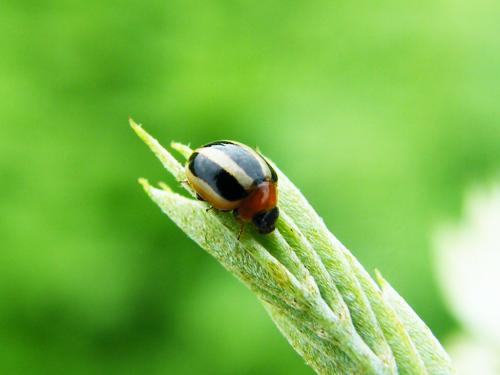 Brumoides lineatus Weise, 1885