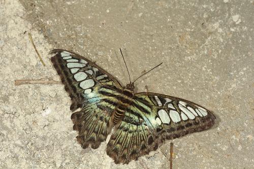 Parthenos sylvia (雲南)