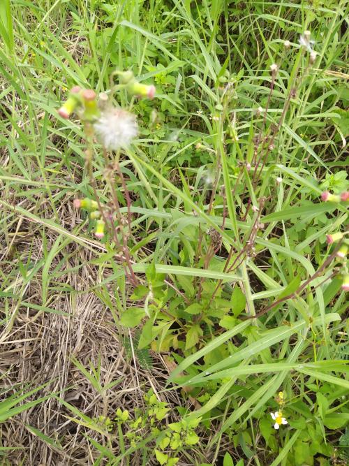 野茼蒿