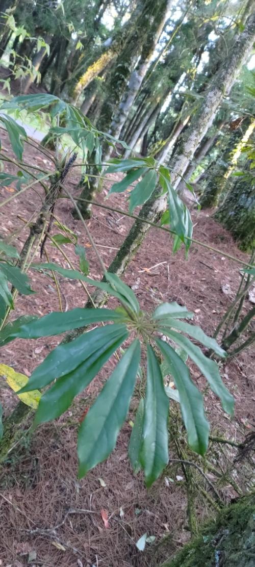高山鴨腳木 高山鴨腳木
