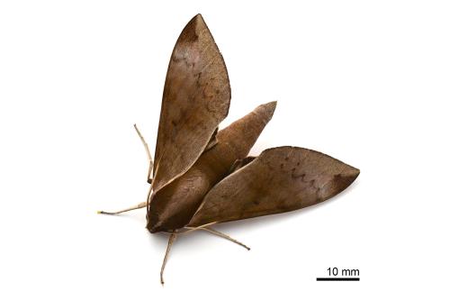 Acosmerycoides harterti Acosmerycoides harterti