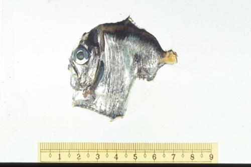 ASIZP0060047