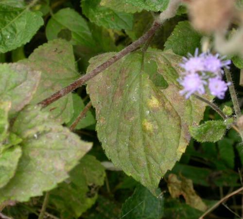 Passalora_perfoliati_Ageratum_RoKi_2607__Taiwan_10_III_06_small