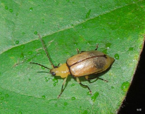 黑緣長腳螢金花蟲Monolepta kuroheri Kimoto, 1966