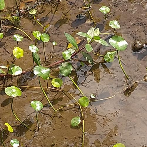 香菇草