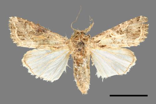 Spodoptera litura[斜紋夜蛾][00000617]