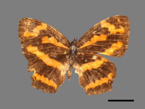 Symbrenthia hypselis scatinia[姬黃三線蝶][00013568]
