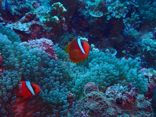 白條雙鋸魚 白條雙鋸魚