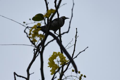 黑領椋鳥 黑領椋鳥