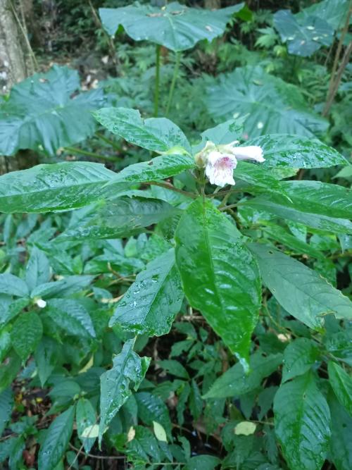 角桐草 角桐草