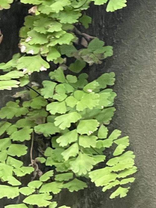 鐵線蕨 鐵線蕨