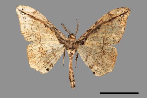 Hyposidra infixaria[黃鉤尺蛾][00031082]