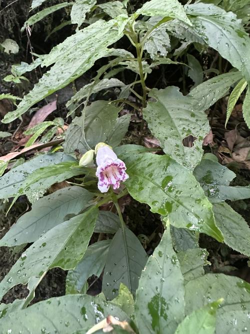 角桐草 角桐草