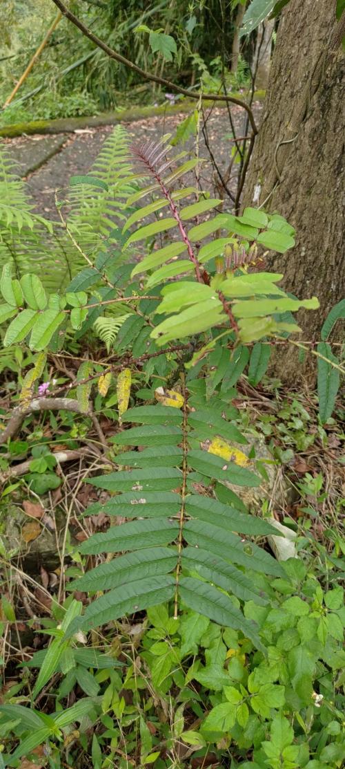 食茱萸
