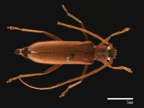 Nortia carinicollis[黃球領紙翅天牛(胸條薄翅天牛)][00080892]