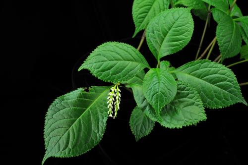 20110731162647_400950.jpg
