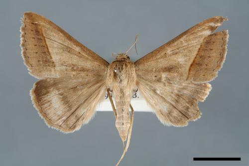 Mocis frugalis[毛跗夜蛾][00005861]